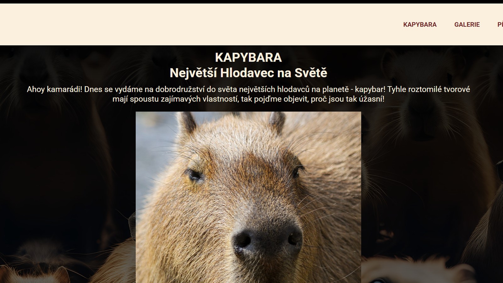 Kapybara World – komunitní web s členskou sekcí a vlastním chatem